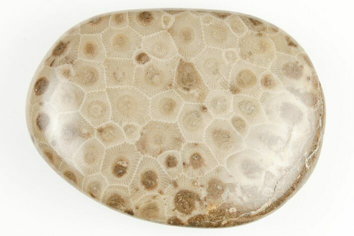 Polished Petoskey Stone (Fossil Coral) - Michigan #197447